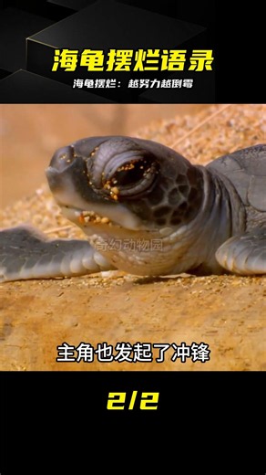 海龜擺爛哲學：越努力越倒霉，躺平才是贏家 #海龟，搞笑动物，摆烂，反鸡汤，动物世界