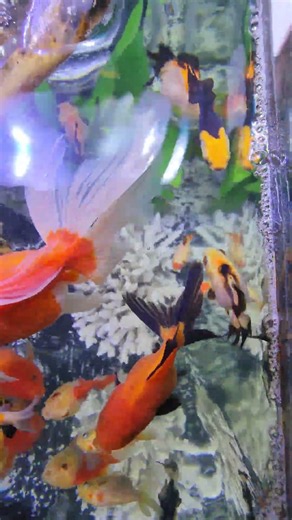 Feeding time or just a happy Oranda meeting? 🤔