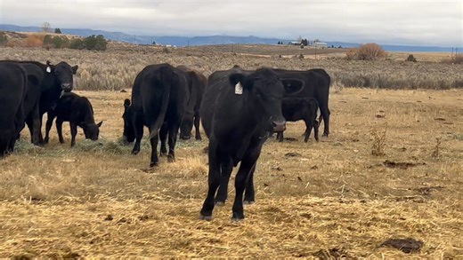 Thank you to the Sparks Ranch for consigning 20 full mouth pairs, exposed back to Holzapfel Angus bulls. Selling this Saturday November 22nd At 11. | Modoc Auction Yard