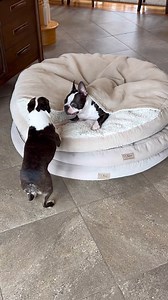 27 reactions | Wow Tiktok-@ jellybeanbostonterrier | Boston Terrier World | Facebook
