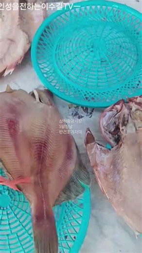 반건조 가자미 #shorts #가자미 #반건조 #삼척 #전통시장 #오일장 #장날 #장날