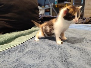 Adoptions de chatons live