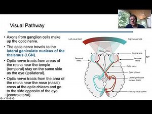 Chapter 6: Visual transduction