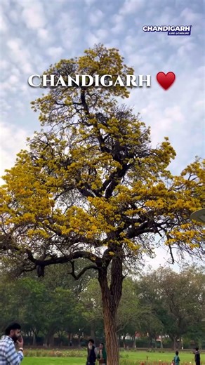 🌸 Chandigarh Spring Vibes – City in Full Bloom! 🌼✨