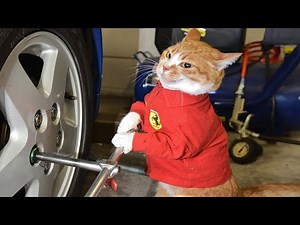Funny Animals Videos 2022 - 2 minute funny animal videos