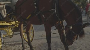 Horse of a horse-drawn vehicle is getting shy.