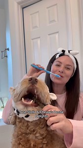 Can you guess who has better breath? 😁✨ Check out @sampson_the_dood's self care routine featuring vet-formulated Dental Delights! Learn more about Dental Delights: https://www.stellaandchewys.com/dental-delights/ | Stella & Chewy's