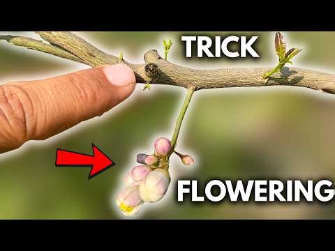 The Proven Lemon Trick That Turns Ordinary Trees Into Fruit Machines