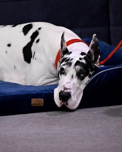 The Tonight Show Starring Jimmy Fallon on Reels