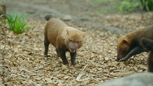 Bush Dog chewing and eating meat from prey as another member of the pack walks past in Zoo environment