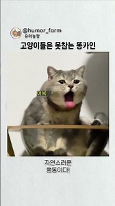 고양이들은 못참는다는 똥카인 ㅋㅋㅋㅋ #고양이 #각종유머 #humor #cat #동물