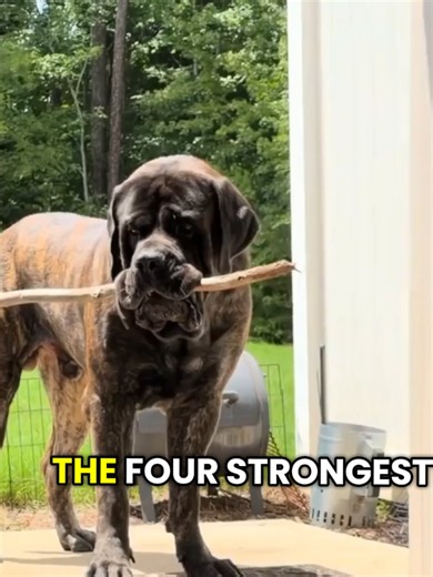 Strongest Dog Breeds on Earth — Top Powerful Dog Breeds Ranked