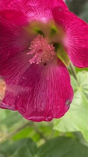 Red flowers compilation 🌺🌿❤️