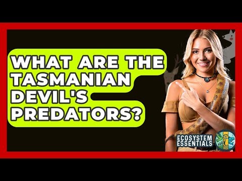 What Are The Tasmanian Devil's Predators? - Ecosystem Essentials