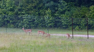 When people think of Lake Oconee, they picture boating, golf, and lake life... not an African-style safari. But that’s starting to change, thanks to the Georgia Conservation Safari Park. Jeff Hullinger and the GPB team stopped by for a closer look. https://www.gpb.org/blogs/hullingers-musings/2025/07/10/african-safari-in-georgia | Georgia Public Broadcasting