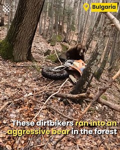 44K views · 302 reactions | Dirt Bikers vs. Bear  | Newsflare | Facebook