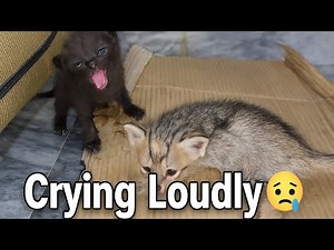 Heartbreaking! Kitten Screaming for Help While Cat Ignores 💔