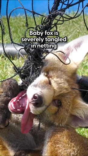 She had almost given up hope... until her rescuer arrived ❤️ Wildlife Aid was called into rescue this baby fox with her face painfully swollen from being caught in tight netting — watch the heartwarming moment she runs free into the wild! Keep up with Wildlife Aid on Instagram: https://thedo.do/wildlifeaid | The Dodo