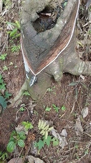 rubber tapping,,, "Two drops merge" #howrubberismade #nature #latex #satisfying #wood