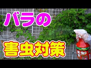 【バラの病害虫対策】花や緑の幅広い植物に使える殺虫殺菌剤 ベニカＸファインスプレー rose Pest control