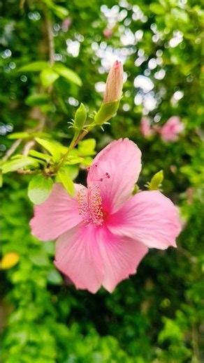 sanso ki mala me#video 🍀🍃🌿🌷May 22, 2026