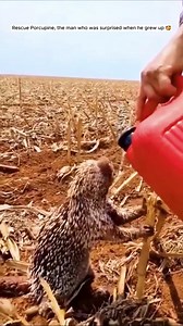 26K views · 1K reactions | Rescue baby Porcupine ❤️ #fyp #animals #rescue #rescueanimals #porcupine | Beautiful Dogs Love | Facebook
