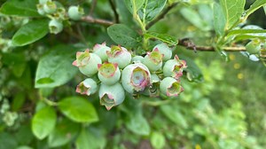 Michigan blueberry farmers receiving enhanced crop insurance options