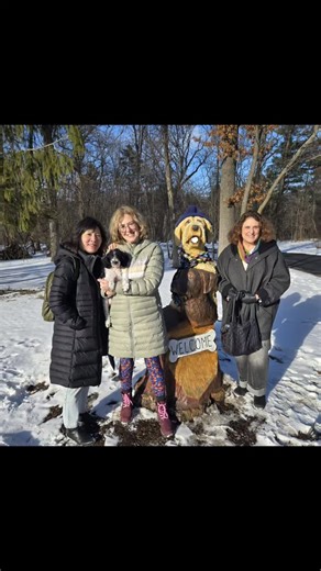Labrador and Labradoodle Puppies Chicago on Instagram: "Little Dolly is a mini Australian Labradoodle. She is on her way to her furever home! Enjoy Dolly everyone! Chicagoarealabs.com #Australianlabradoodle #labradoodle #chicagopuppies #embark #ofa"