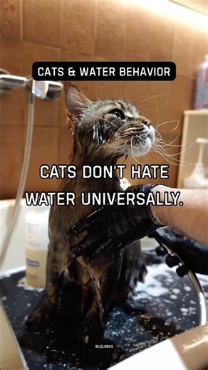 Cats don’t hate water universally. They dislike losing control in it.
