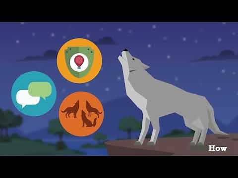 How to Howl Like a Wolf