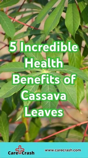 5 Incredible Health Benefits of Cassava Leaves | #carecrash