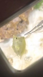Nick Davis on Instagram: "Taurus has some tricks 🐮 #fish #aquarium #pet #cowfish #taurus #cute #reels #animals #marinelife #pets #fishtank #saltwateraquarium"