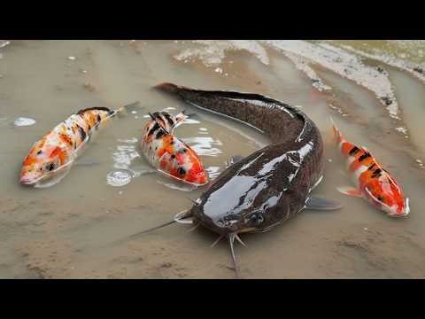 Menemukan Ikan Lele di Sawah, Ikan Koi, Ikan Nila, Gurita, Kepiting, Ikan Hiu [Part591]