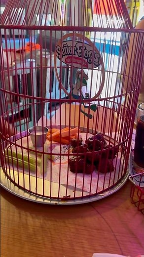 Senor Frogs amazing food in Cancun