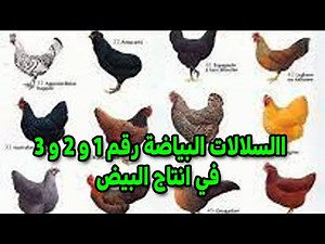 أكثر أنواع الدجاج انتاجاً للبيض واللحم والتربية الدجاج الذي سيغرقك في البيض و اللحم واهم مميزاته 🥚🥚