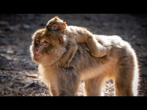 Reintroduction of the Barbary Macaque into its Natural Habitat