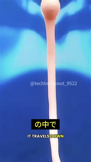 食べ物はどうやって便になる？60秒でわかる消化の仕組み！