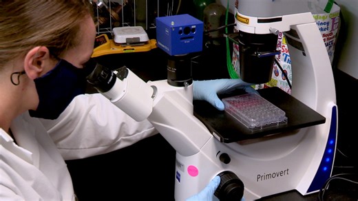 A Cost Effective and Adaptable Scratch Migration Assay