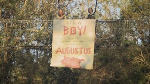 1.8M views · 35K reactions | VIDEO: Last month a baby hippo was born...