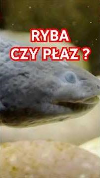 Biological Phenomenon | What is the Axolotl? [Species Characteristics] #aquarium