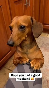 Hope you had Good weekend 🥰 #dachshund #minidachshund #Henry #sassy #sausagedog #fyp #dogsofinstagram | Henry