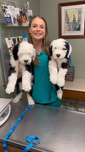 WORLDS CUTEST OLD ENGLISH SHEEPDOG PUPPIES! #oldenglishsheep | Old English Sheepdog