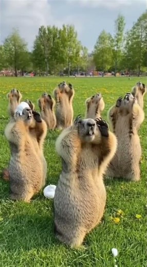 Bird Poops on Every Marmot! 🐹💩 The Ultimate Synchronized Disaster!