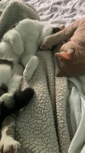 Adopt a Cat: Love and Companionship Awaits