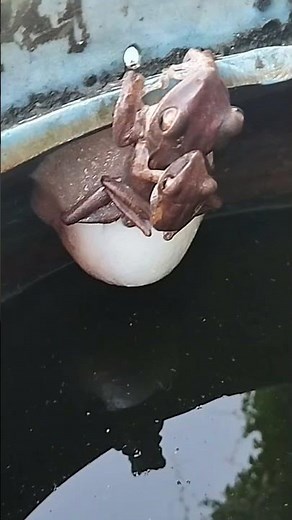 A pair of tree Frogs mating and laying eggs