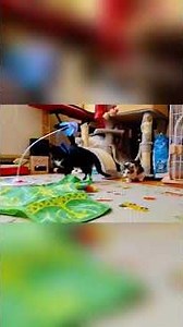 NOT AI One-Week Foster Visit with Their Sibling Duo, Follow@purringfour for more McFurry & McDull