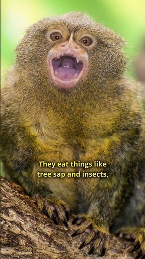 This is the Finger Monkey - Meet Pygmy Marmoset