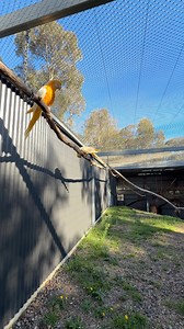 Macaw albino 🕊️ | Muhamad Farizal