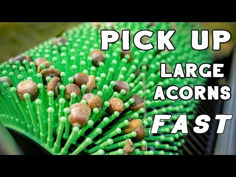Bag-A-Nut Picking Up Large Acorns
