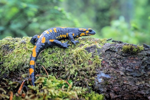 ▷ Salamandra » Características, Alimentación, Hábitat, Reproducción, Depredadores